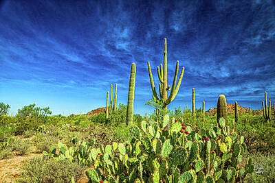 Whimsical Flowers - Saguaro National Park by Gestalt Imagery