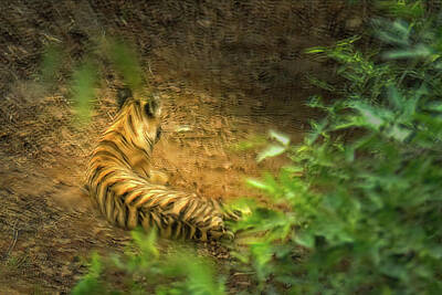 On Trend Breakfast Royalty Free Images - Tiger of Tadoba Royalty-Free Image by Kiran Joshi