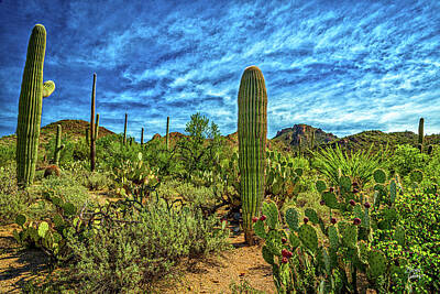 Landscape Photos Chad Dutson - Saguaro National Park by Gestalt Imagery