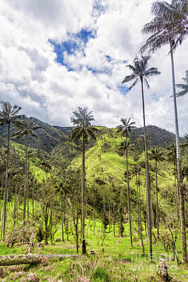 Mountain Landscape - Wax Palms Near in Tolima by Danaan Andrew