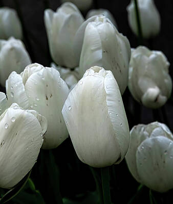 Louis Armstrong - Tulips by Robert Ullmann