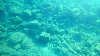 Whats Your Sign - Sea Turtle Caretta - Caretta Zakynthos Island Greece by GiannisXenos Underwater Photography