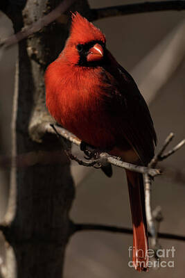Birds Royalty Free Images - Northern Cardinal Royalty-Free Image by JT Lewis
