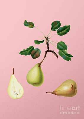 Food And Beverage Paintings - Vintage Pear Botanical Illustration on Pink  by Holy Rock Design