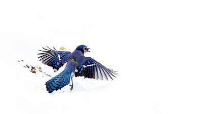 Grateful Dead - Blue Jay in flight  by Andy Klamar