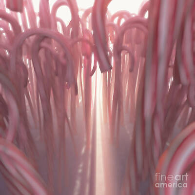 Royalty-Free and Rights-Managed Images - Candy Cane Forest by Allan Swart
