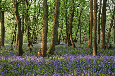 Vintage Neon Signs - Lovely Spring bluebell forest with light layer of fog giving cal by Matthew Gibson