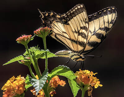 Popsicle Art Royalty Free Images - Tiger Swallowtail Butterfly Royalty-Free Image by Mark Chandler