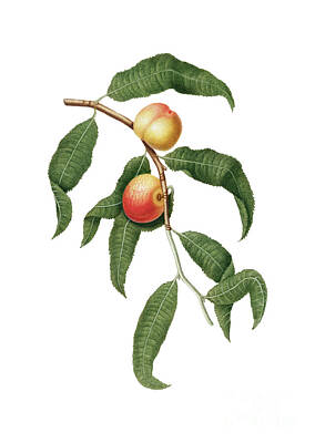Studio Graphika Literature - Vintage Peach Botanical Illustration on Pure White by Holy Rock Design