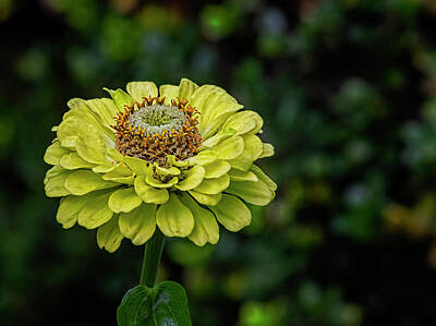 Kitchen Mark Rogan Rights Managed Images - Zinnia Royalty-Free Image by Robert Ullmann