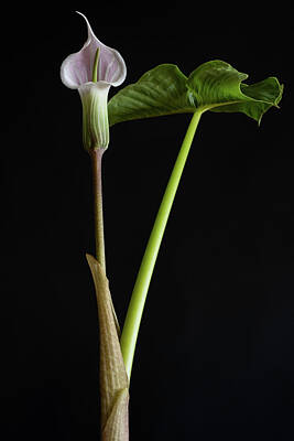 Keith Richards - White Jack in the Pulpit, Arisaema candidissimum by Bill Pusztai