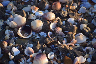 Animals And Earth Rights Managed Images - Shells Greece Royalty-Free Image by GiannisXenos Photography