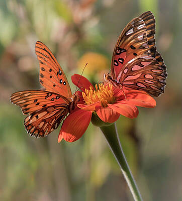 Rock Royalty - Gulf Fritillary Butterfly by Mark Chandler