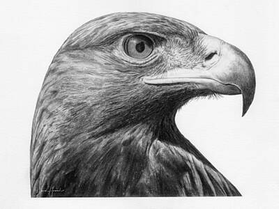 Birds Drawings Royalty Free Images - 18x24 Royalty-Free Image by David Hamuel