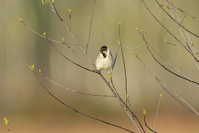 Portraits Photos - A Common Reed Bunting sitting on a twig by Stefan Rotter