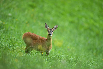 Nursery Room Signs Rights Managed Images - A female roe dear in a green meadow Royalty-Free Image by Stefan Rotter