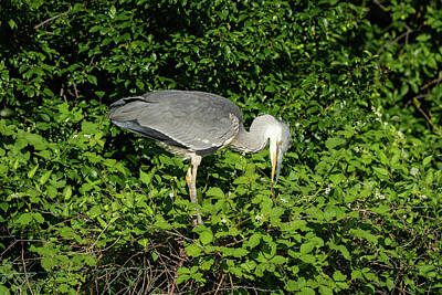 Funny Kitchen Art Royalty Free Images - A grey heron standing on a tree Royalty-Free Image by Stefan Rotter