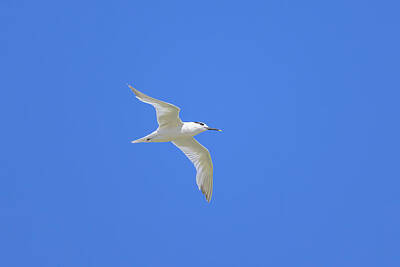 Birds Photos - A sandwich tern in flight blue sky by Stefan Rotter
