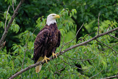 Abstract Stripe Patterns - American Bald Eagle in Tree by Chester Wiker