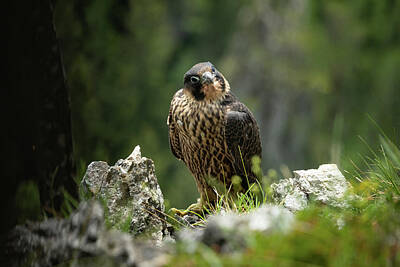 Fromage - An immature peregrine falcon sitting on a rock by Stefan Rotter