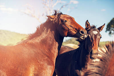 Animals Photos - Australian horses in the paddock by Rob D