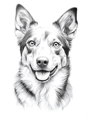 Mammals Royalty Free Images - Australian Kelpie Pencil Drawing Royalty-Free Image by Stephen Smith Galleries