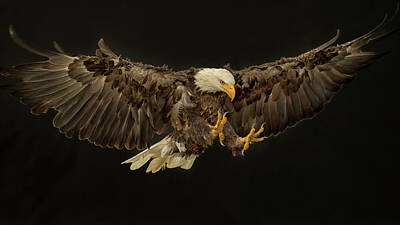 National And State Parks Royalty Free Images - Bald Eagle On Black Royalty-Free Image by CR Courson