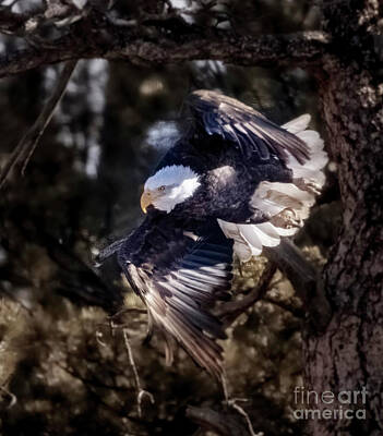 Steven Krull Royalty-Free and Rights-Managed Images - Bald Eagles in Eleven Mile Canyon by Steven Krull