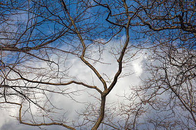 American West - Bare Trees Clouds and Sky by Robert Ullmann