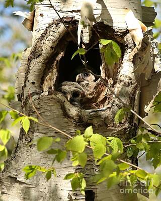 Urban Abstracts - 2 Barred Owl Babies In The Nest by Heather King