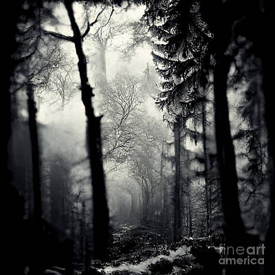 Landscapes Digital Art - Black winter forest by Sabantha