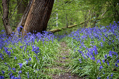 Typographic World - Bluebells Woodland by Martin Newman