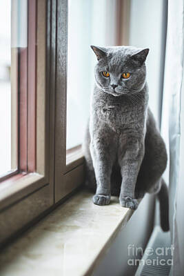 Seamstress - British cat looking through the window by Michal Bednarek