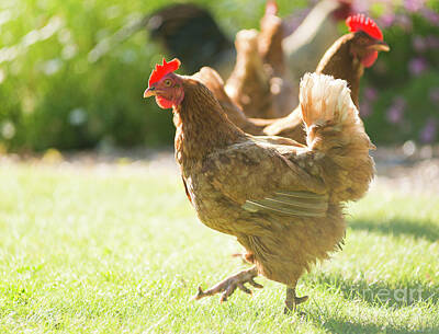 Birds Photo Rights Managed Images - Chickens Royalty-Free Image by THP Creative