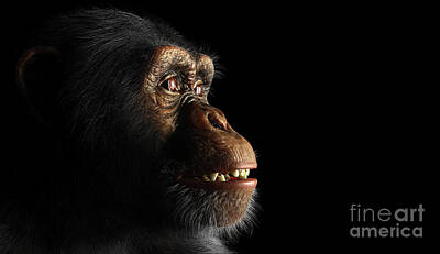Portraits Photos - Chimpanzee monkey face portrait on black by Michal Bednarek