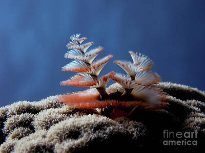 Red Foxes - Christmas Tree Worms by Brian Ardel