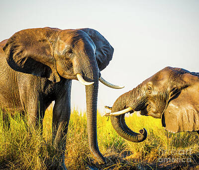 Animals Photos - Elephants Playing In Mud by THP Creative