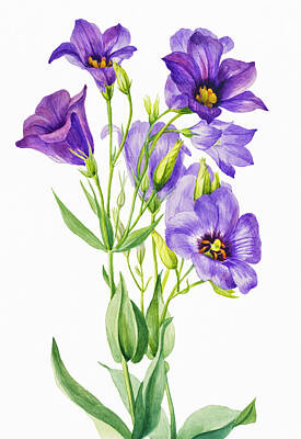 Florals Drawings Rights Managed Images - Eustoma Russelianum  Royalty-Free Image by Mary Vaux Walcott