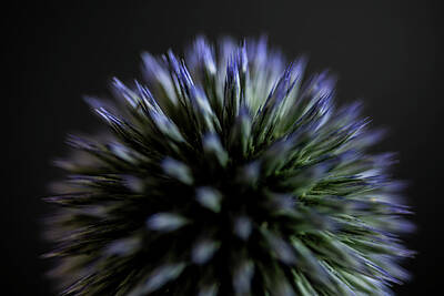 Queen Rights Managed Images - Globe Thistle, Echinops ritro Royalty-Free Image by Bill Pusztai
