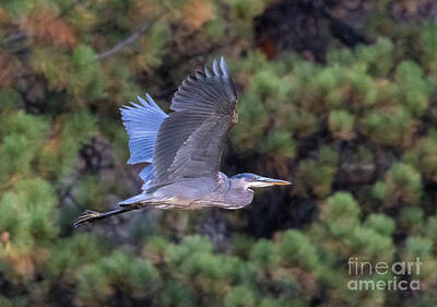 Cactus - Great Blue Heron in Flight by Steven Krull