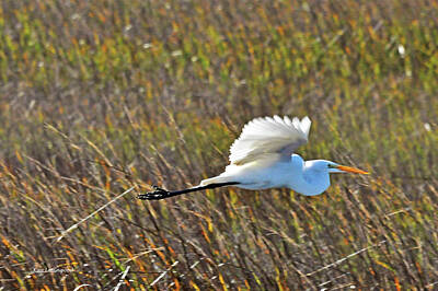 Grateful Dead Rights Managed Images - Great Egret in Flight Royalty-Free Image by Kay Lovingood