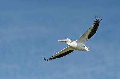 Brad - Great white pelican in flight by Puttaswamy Ravishankar