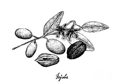 Food And Beverage Drawings - Hand Drawn of Jojoba Nuts and Seed by Iam Nee