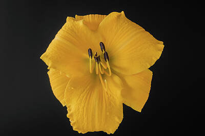 Fromage - Hemerocallis Marys Gold daylily by Bill Pusztai