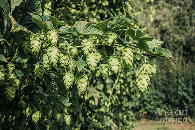Beer Photos - Hops cones,, hop cones on plant, Humulus lupus, beer making. by Perry Van Munster