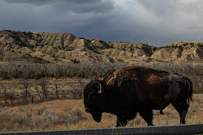 When Life Gives You Lemons - Lone buffalo at Theodore Roosevelt National Park in North Dakota by Eldon McGraw