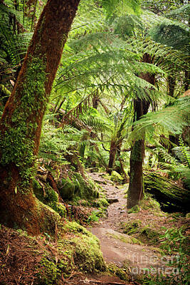 Royalty-Free and Rights-Managed Images - Otways National Park by THP Creative