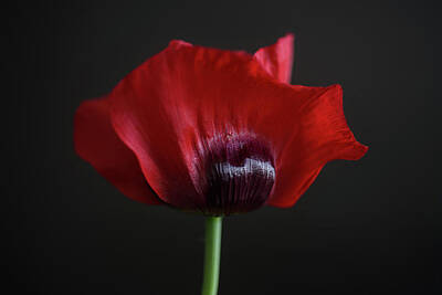 Majestic Horse Rights Managed Images - Papaver somniferum, opium or breadseed poppy, Turkish Red Royalty-Free Image by Bill Pusztai