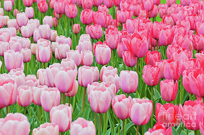Western Buffalo Royalty Free Images - Pink and red tulips on the flowerbed  Royalty-Free Image by Beautiful Things
