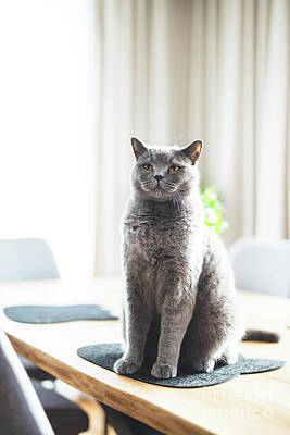 Little Mosters - Proud cat sitting on the table. British shorthair breed by Michal Bednarek